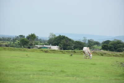 Horse grazing on field against clear sky