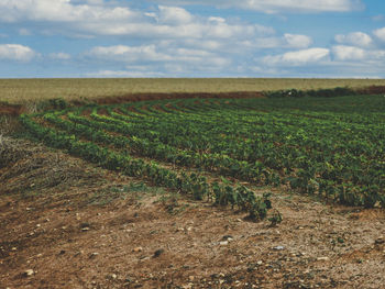 Scenic view of agricultural field against sky