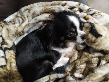 Close-up of a dog