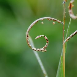 Close-up of spiral flower