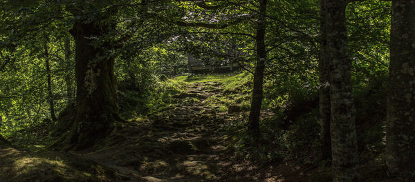 Trees in forest