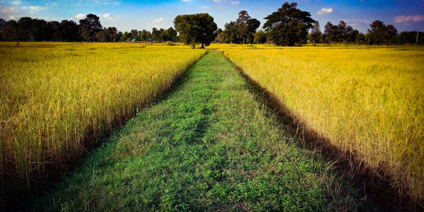 Scenic view of agricultural field against sky