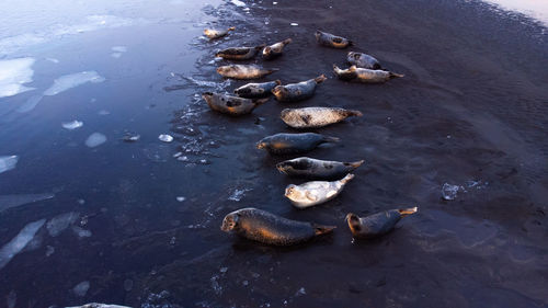 Sea lions, animal in natural environment. iceland wildlife. fur seals on black sand beach.