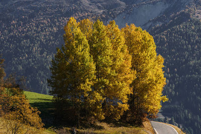 High angle view of yellow trees on mountain during autumn