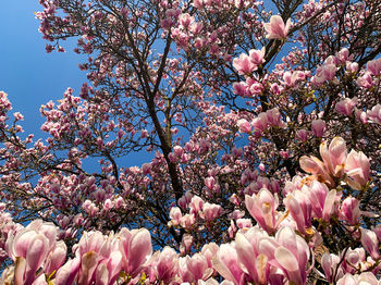 Close-up of pink cherry blossoms in spring