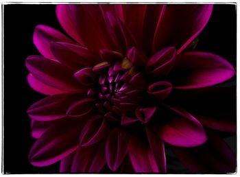 Close-up of flower blooming outdoors