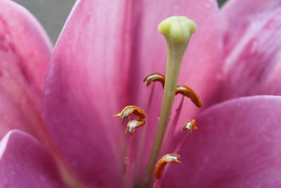 Close-up of pink flowering plant