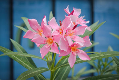 Close-up of pink flowering plant