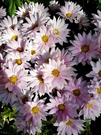 Close-up of fresh flowers blooming in nature