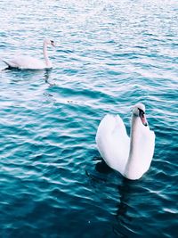 Swan swimming in lake