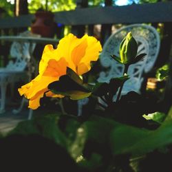 Close-up of yellow flowering plant