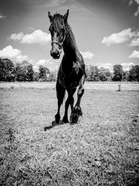 Full length of a horse on field