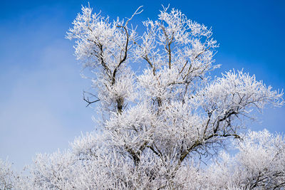 Low angle view of flower tree against sky