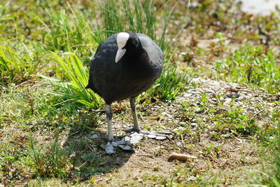 Bird perching on a field