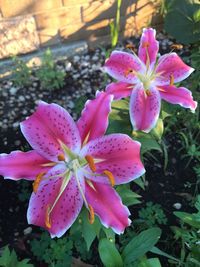 Close-up of pink flowers blooming outdoors