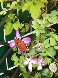 Close-up of butterfly pollinating on purple flower