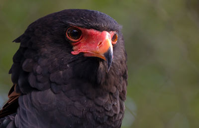 Close-up of a bird