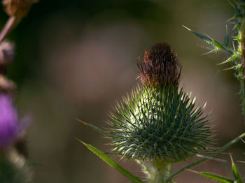 Close-up of thistle flower