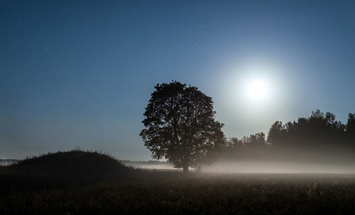 Trees against clear sky at night