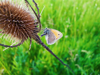 Close-up of butterfly on grass