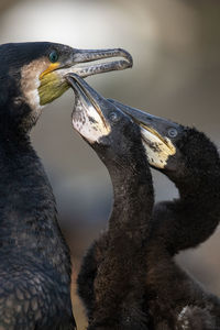 Close-up of bird