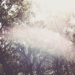 Trees in forest