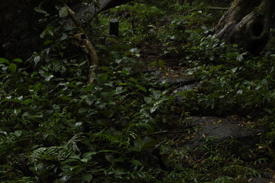 Close-up of plants