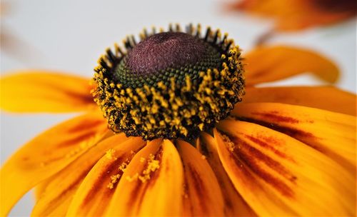 Close-up of yellow flower