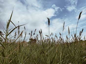 Close-up of plants growing on field against sky