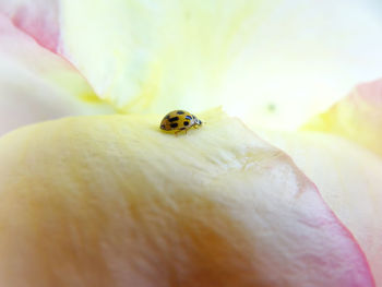 Close-up of ladybug on flower