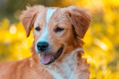 Close-up portrait of a dog