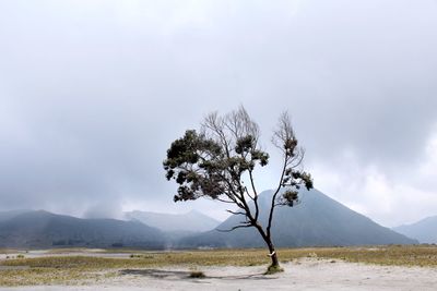 One tree in bromo