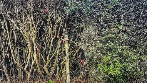 Plants growing on field in forest