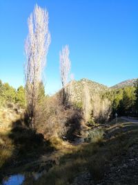 Trees on field against clear blue sky