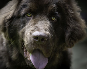 Face of a brown newfoundland puppy with it's tongue hanging out.