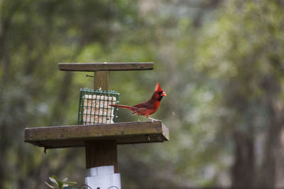 Bird perching on feeder