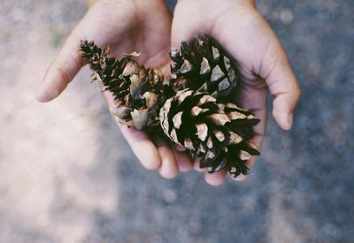 Close-up of hand holding pine cone