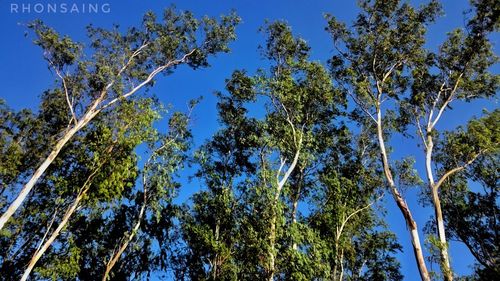 Low angle view of trees against blue sky