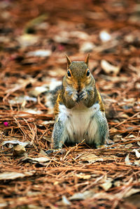 Close-up portrait of a young animal on land