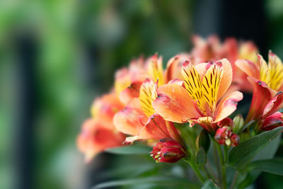 Close-up of yellow flowering plant