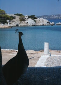 Bird perching on rock by lake against sky