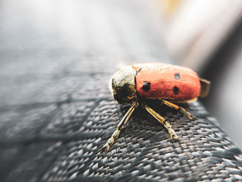 Close-up of ladybug