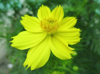 Close-up of yellow flower blooming outdoors