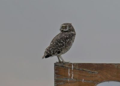 Close-up of bird perching against clear sky