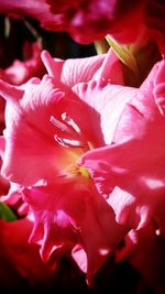 Close-up of red flower