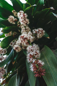 Close-up of flowers blooming outdoors