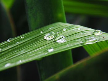 Close-up of water drops on blade of grass