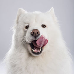 Close-up portrait of a dog