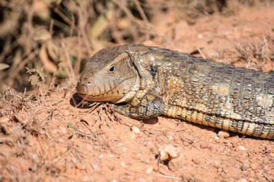 Close-up of lizard on land