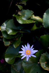 Close-up of purple flowering plant